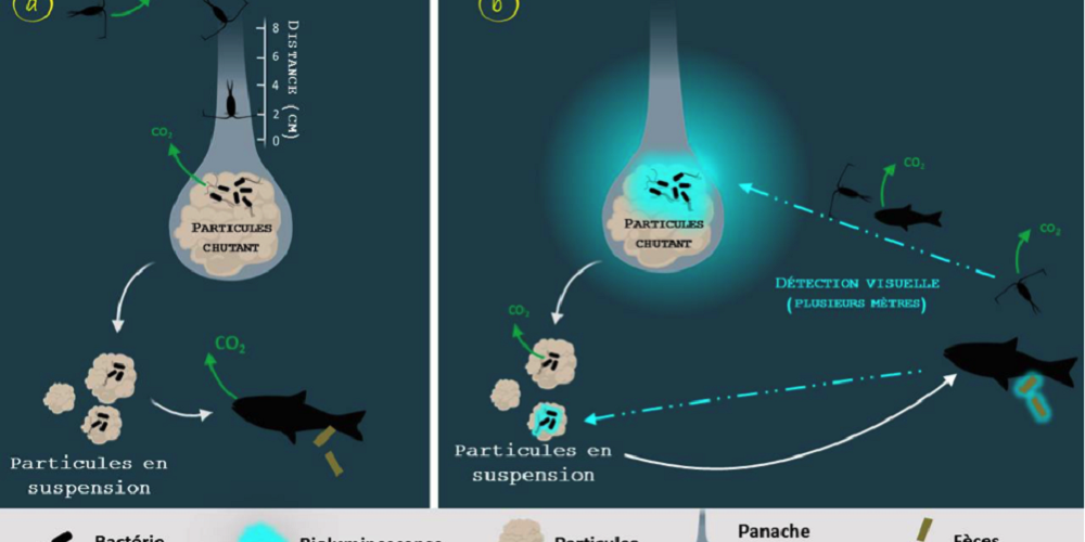Light on the biological pump: impact of bioluminescence