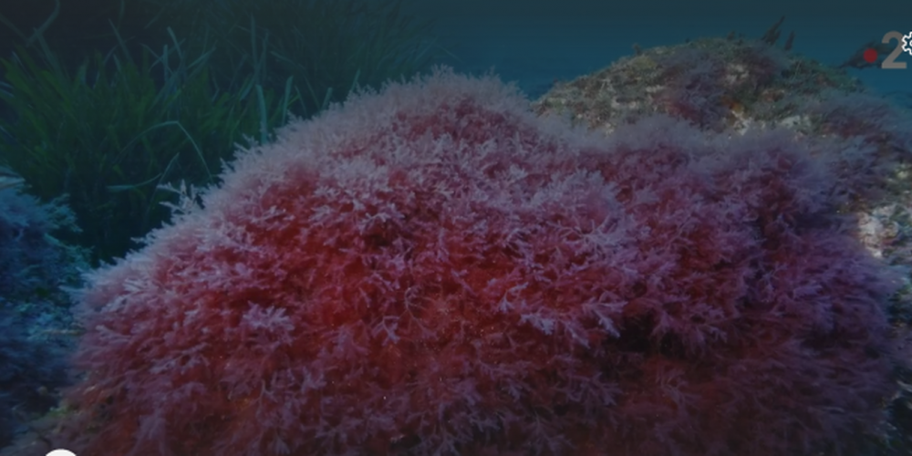 Une algue rouge invasive détectée au large de l’île de Port-Cros