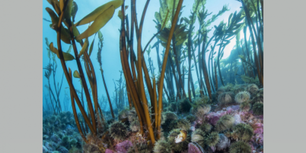 La circulation océanique permet de reconstruire l’arbre généalogique des populations marines