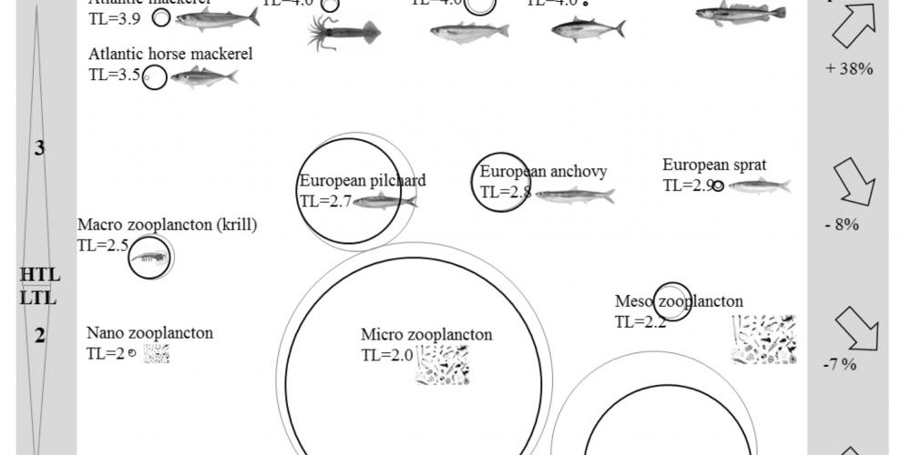 Mécanismes de contrôle dans un écosystème marin complexe : moins de microplancton, moins de poissons fourrage, davantage de prédateurs