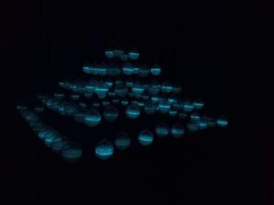 Pyramide vivante - Bioluminescence