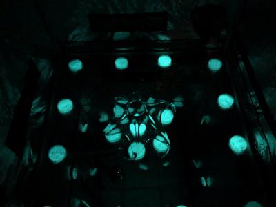 Bacteries bioluminescentes : Photobacterium Phosphorum