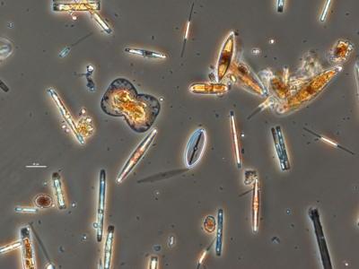 Mix pennate diatoms