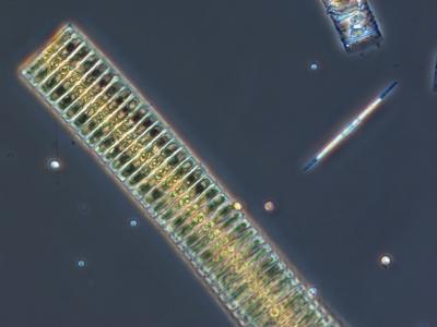 Ice diatoms