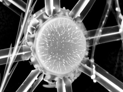 Corethron inerme
