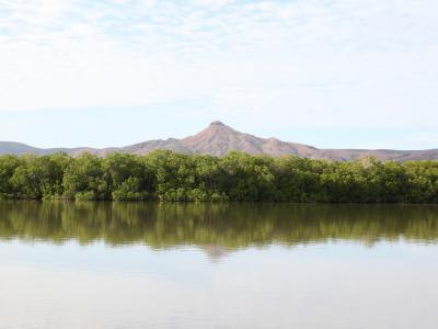 Mangrove